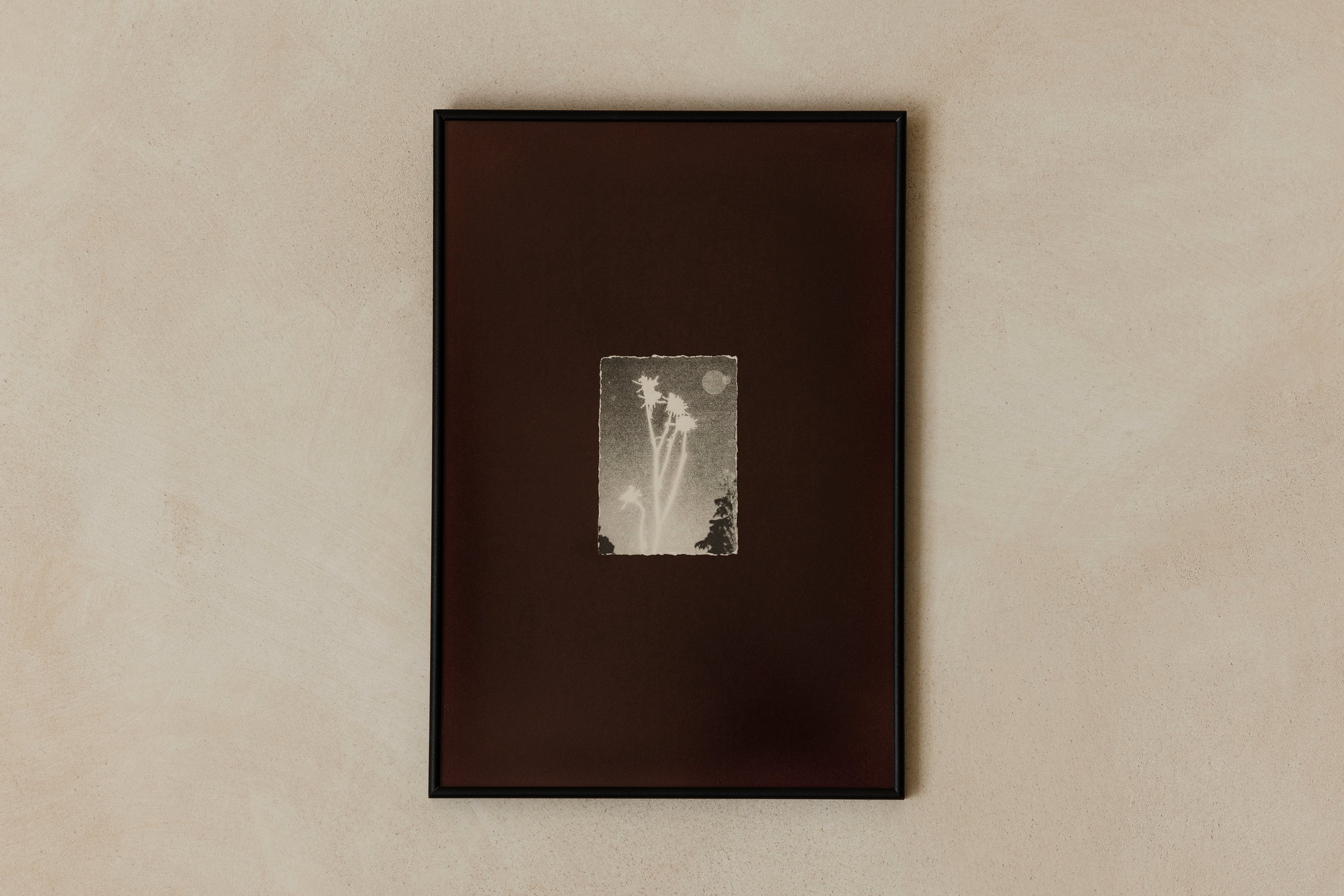 'Night Plant' Framed Photograph