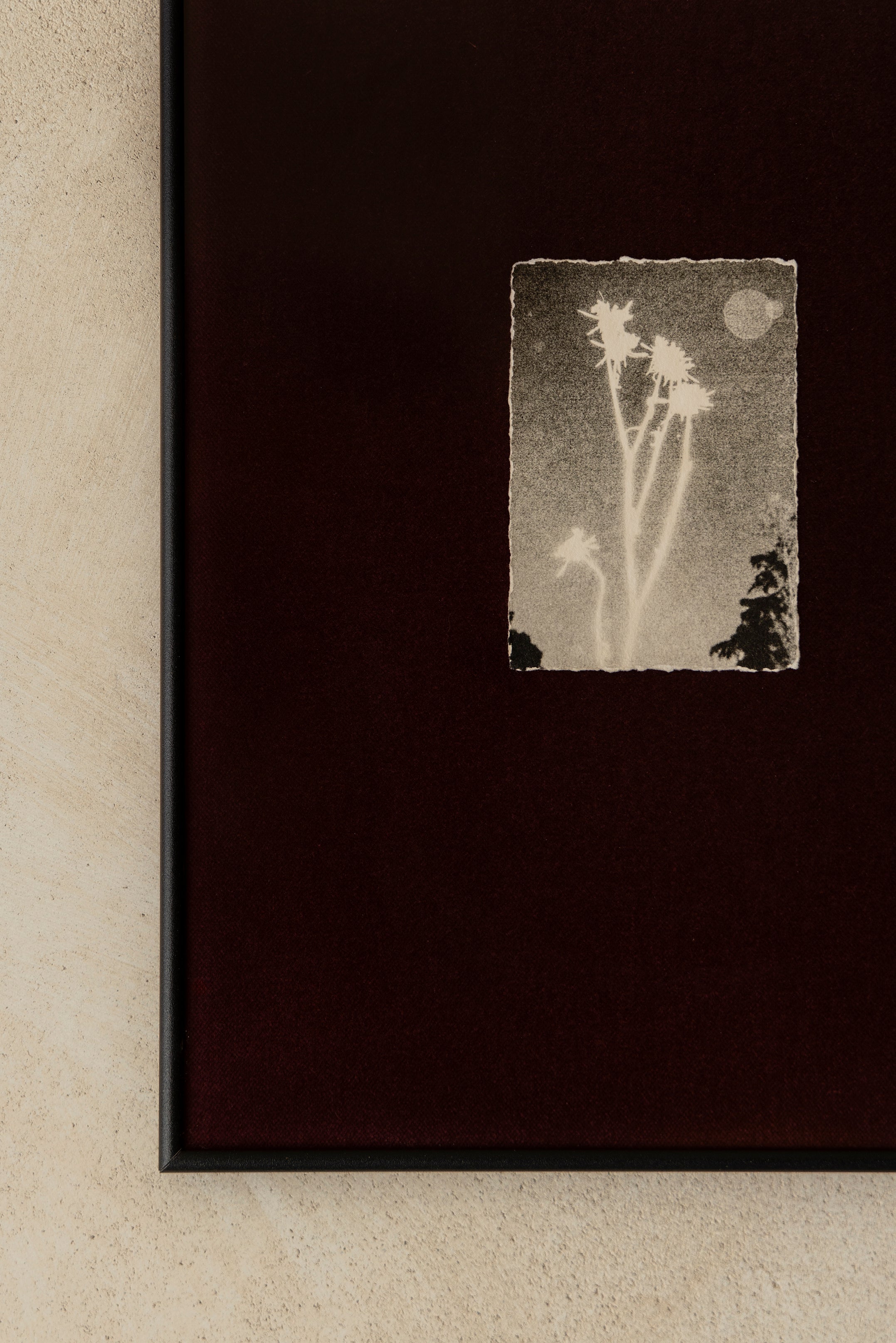 'Night Plant' Framed Photograph