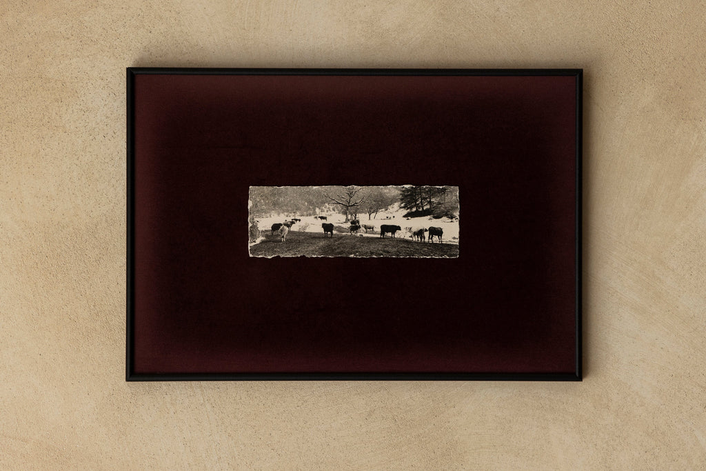 'Pankisi Cows' Framed Photograph