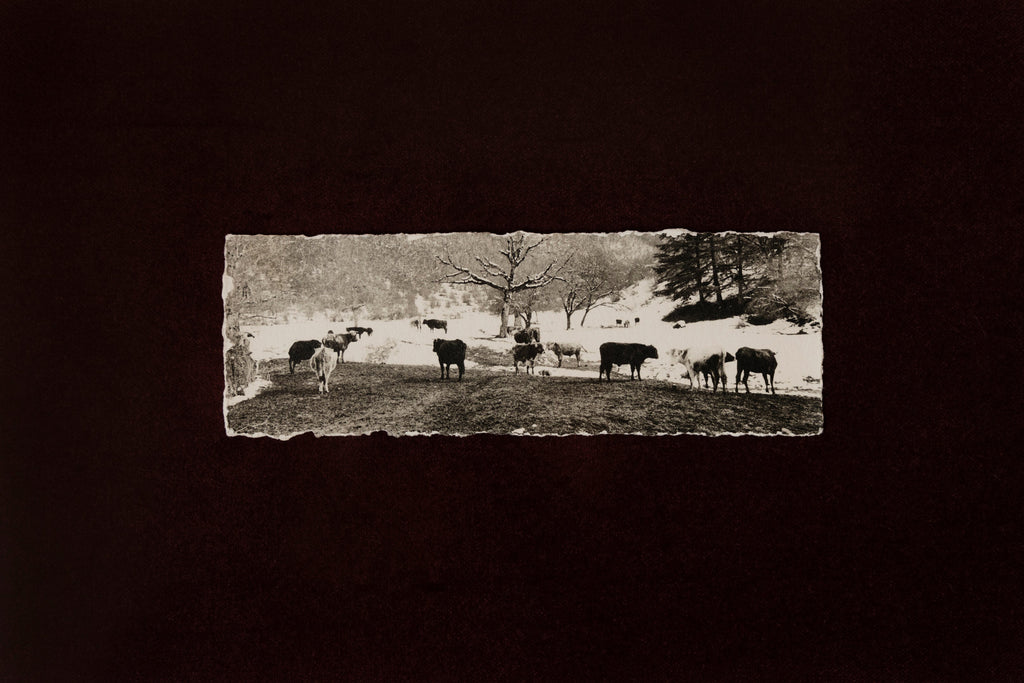 'Pankisi Cows' Framed Photograph