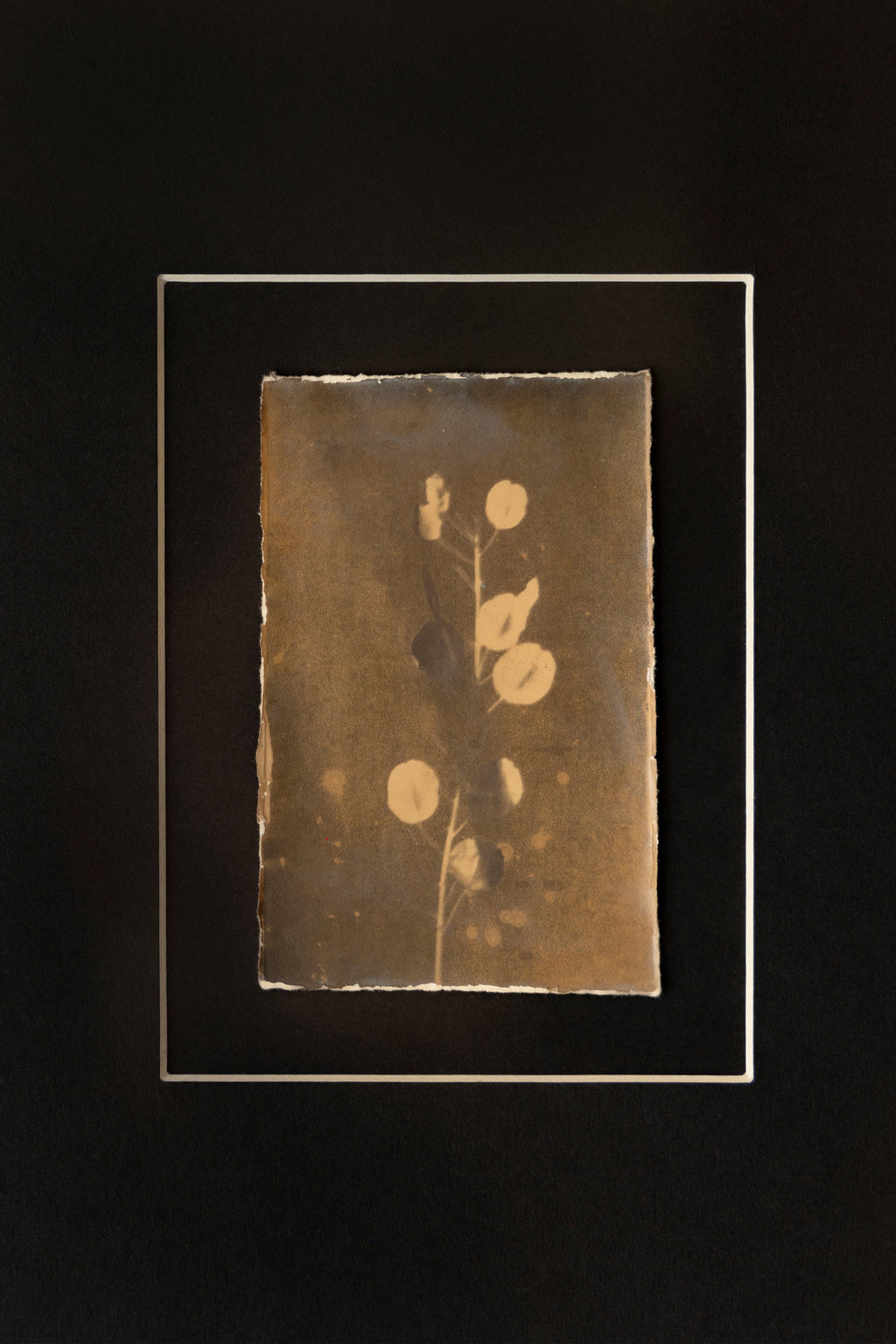 'The Stem' Framed Photograph