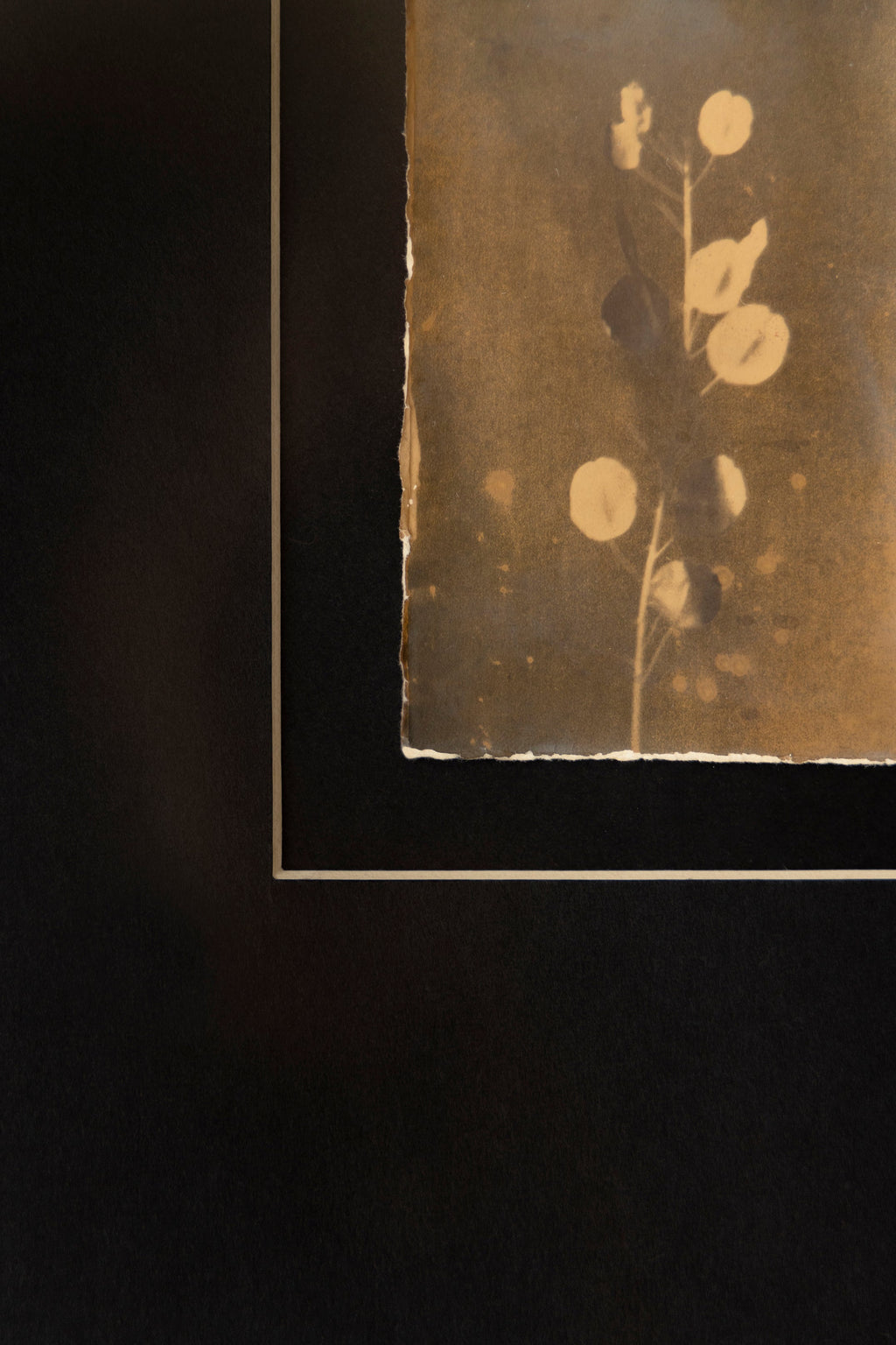 'The Stem' Framed Photograph