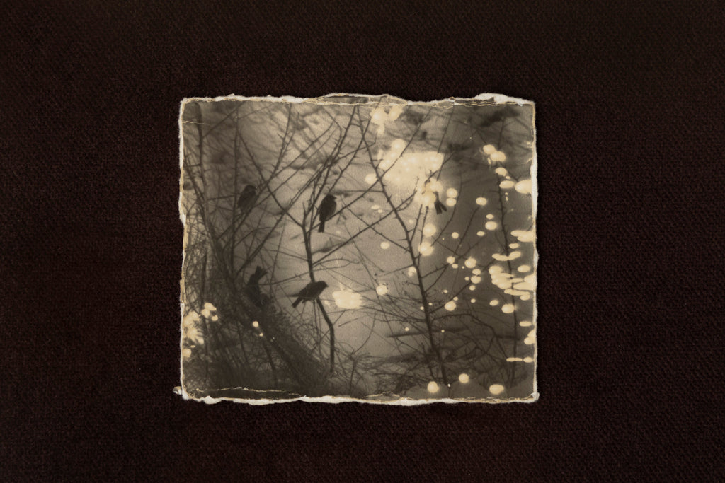 'Lisi Birds' Framed Photograph